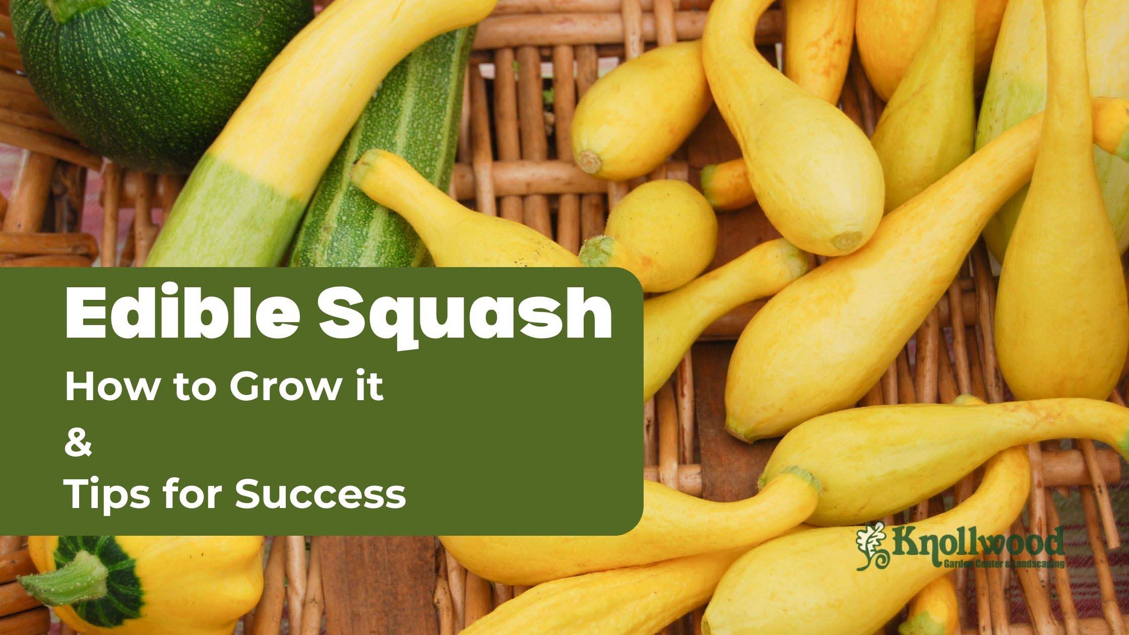Several types of squash. The text reads, "Edible Squash: How to Grow It & Tips for Success" 